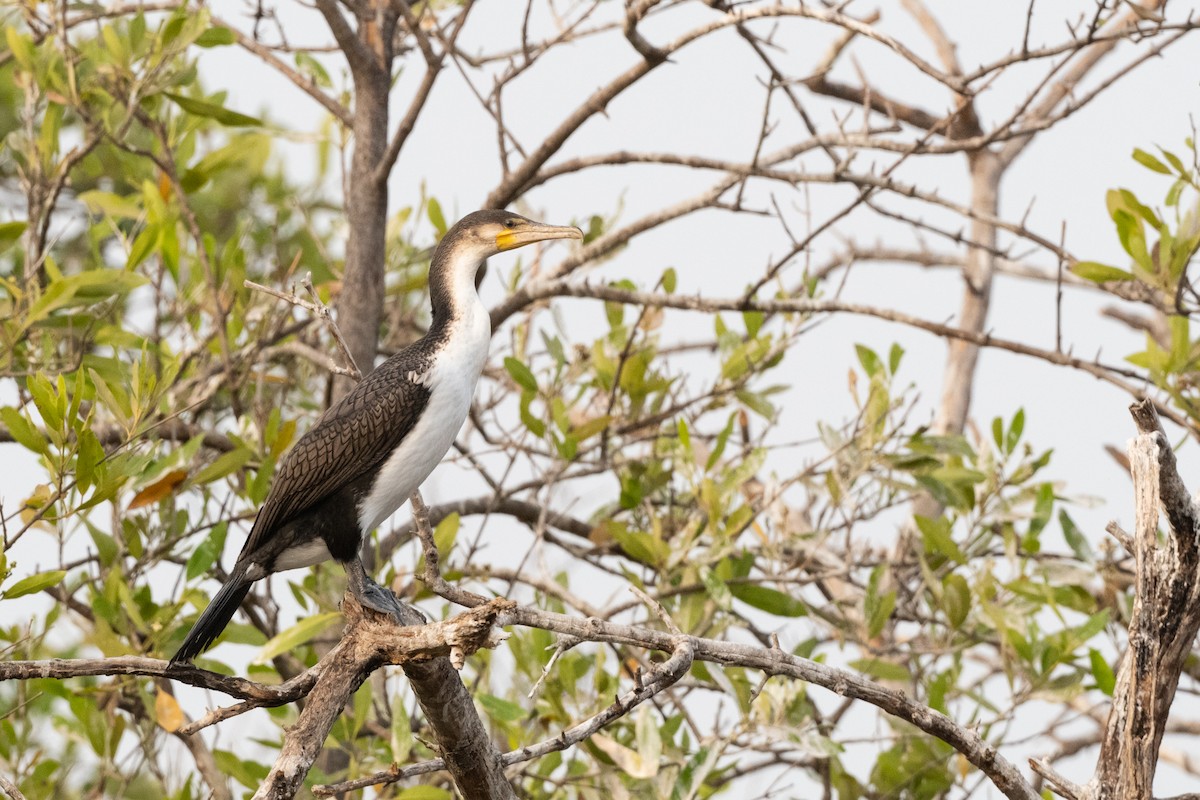 Great Cormorant (White-breasted) - ML213723271