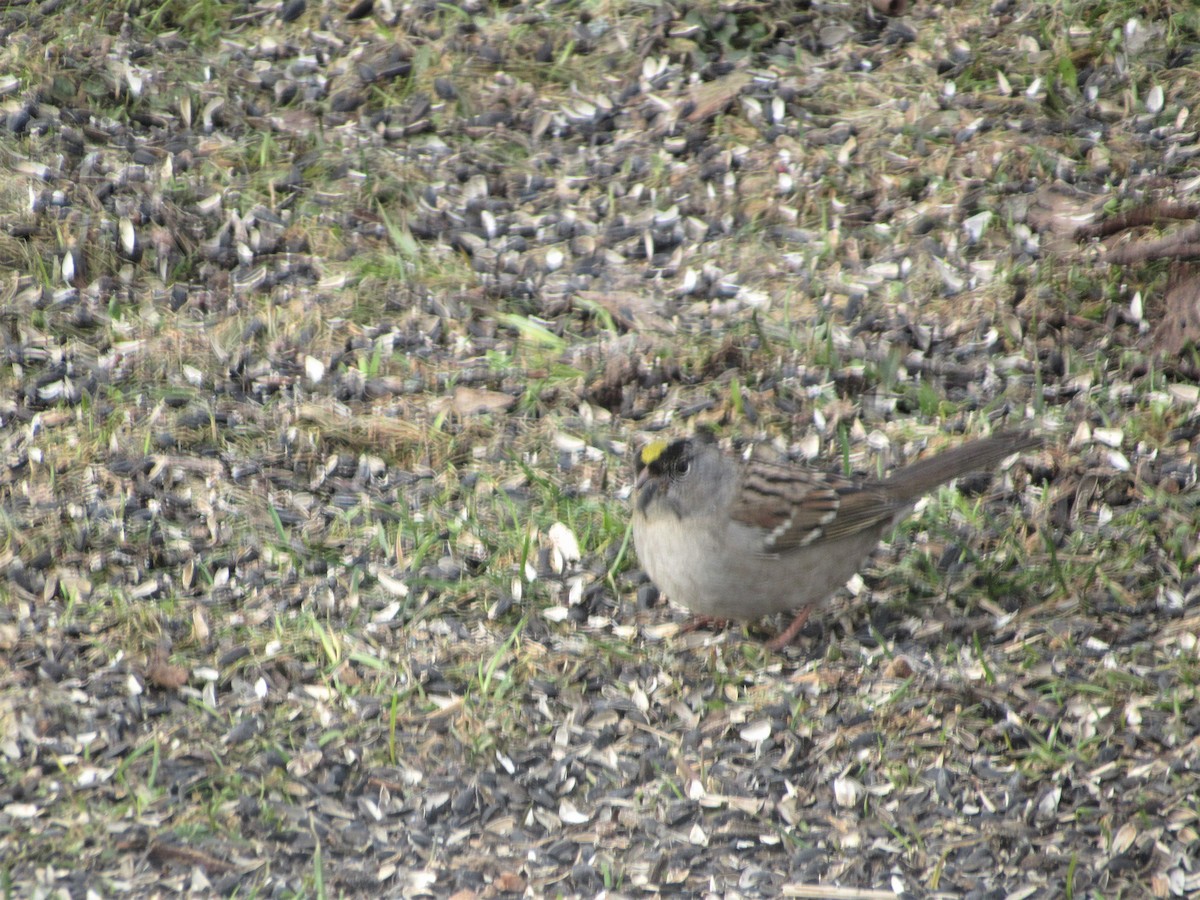 Golden-crowned Sparrow - ML213723981