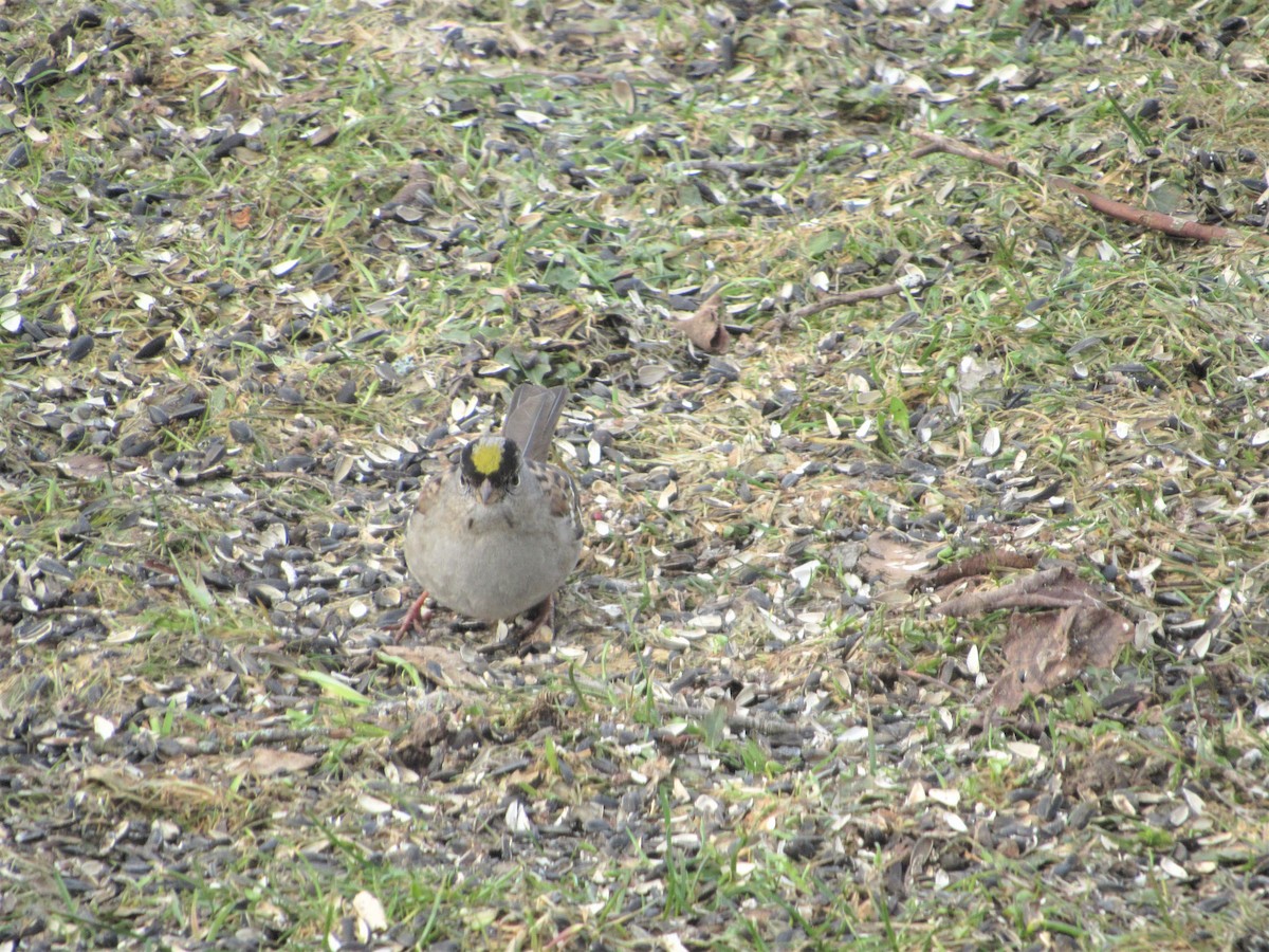 Golden-crowned Sparrow - ML213724011