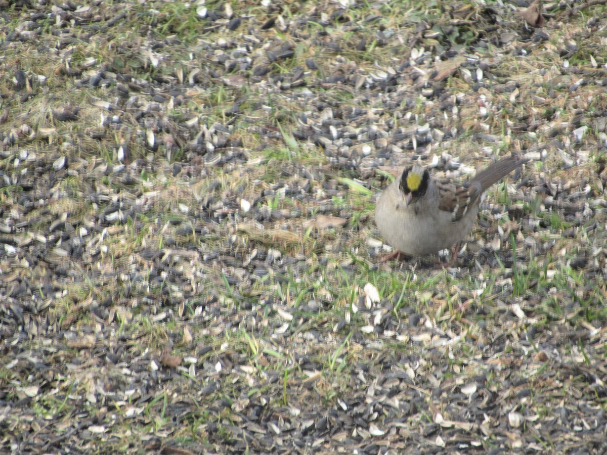 Golden-crowned Sparrow - ML213724101