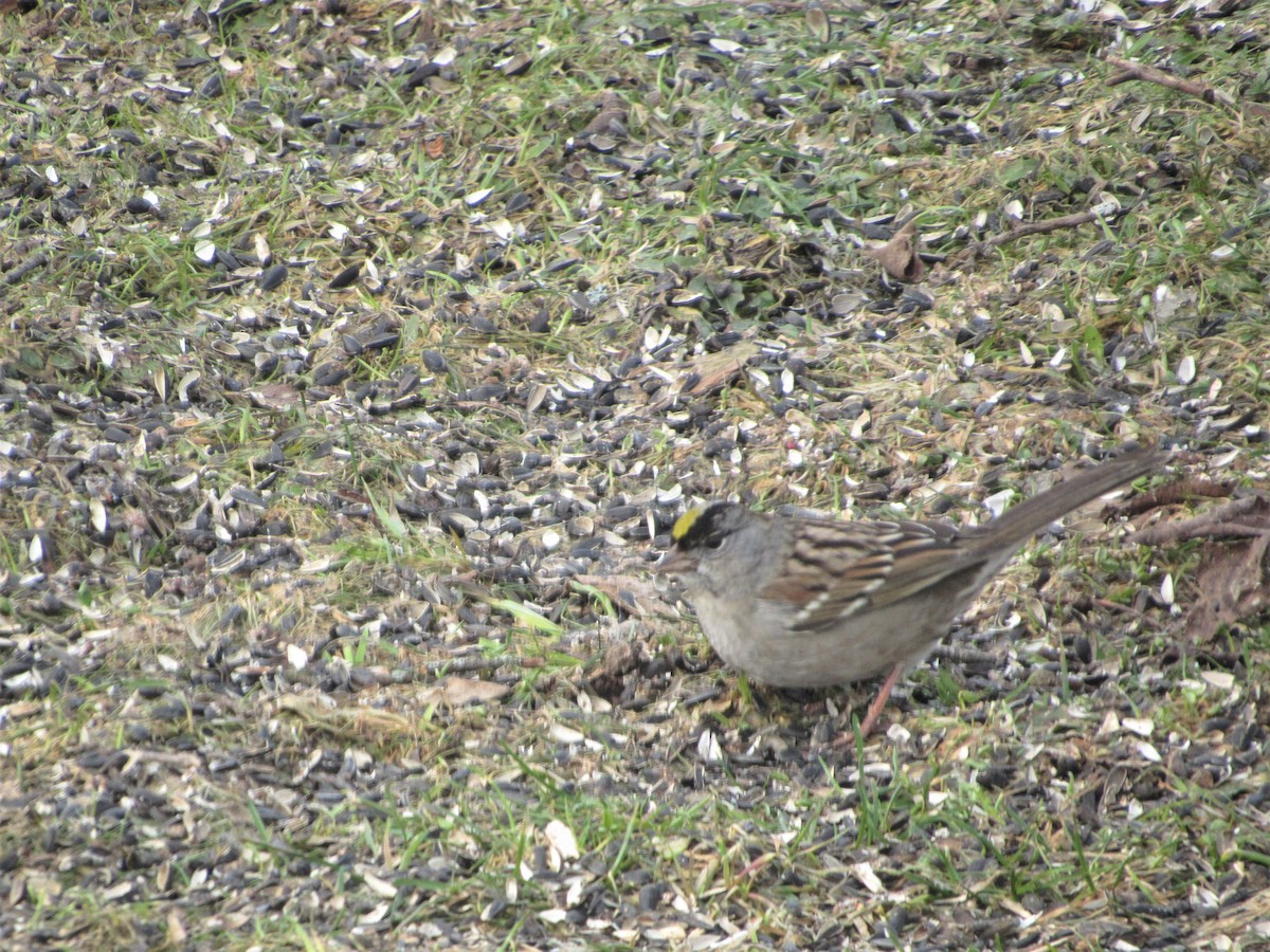 Golden-crowned Sparrow - ML213724121