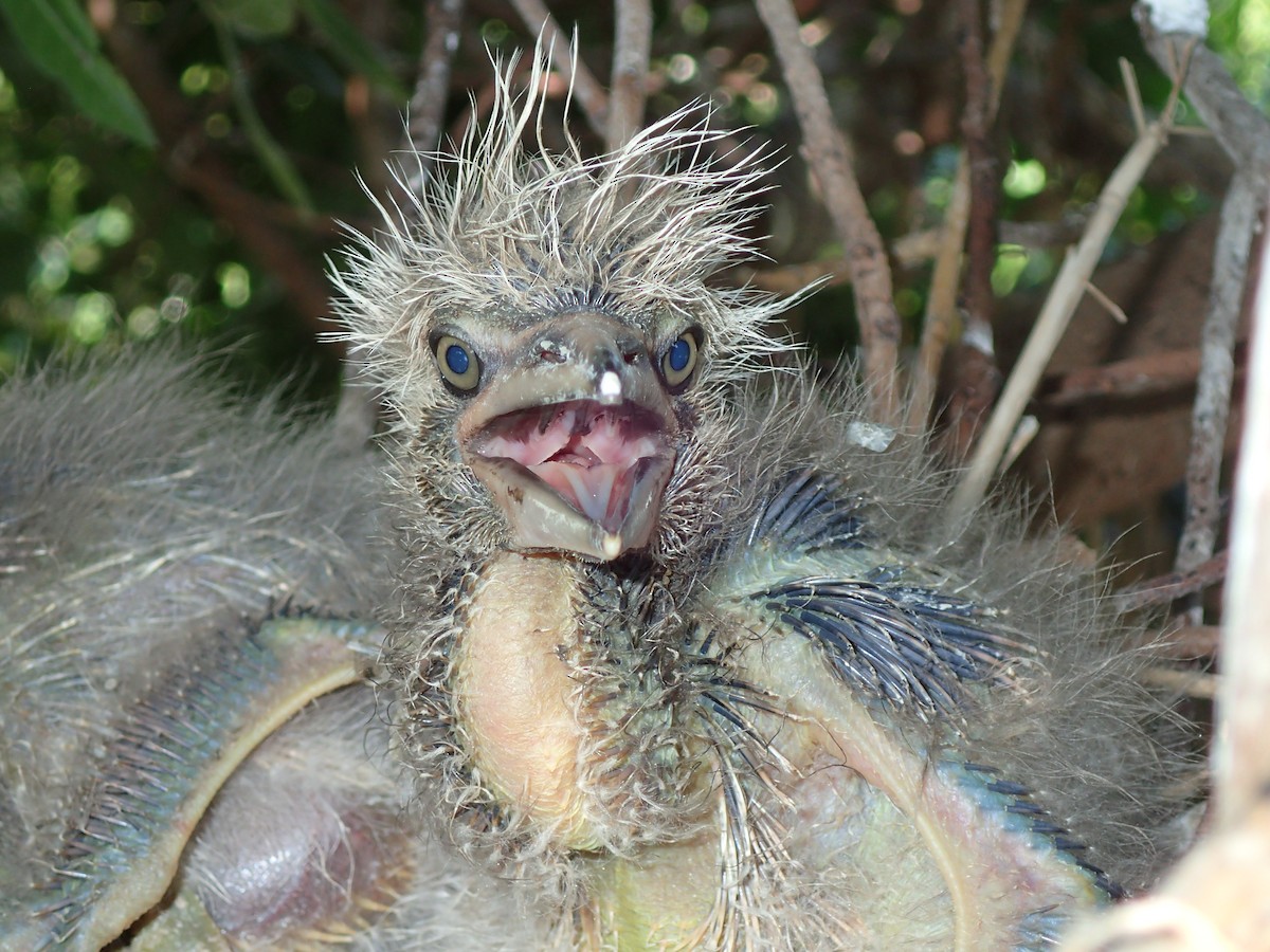 Black-crowned Night Heron - ML213724951