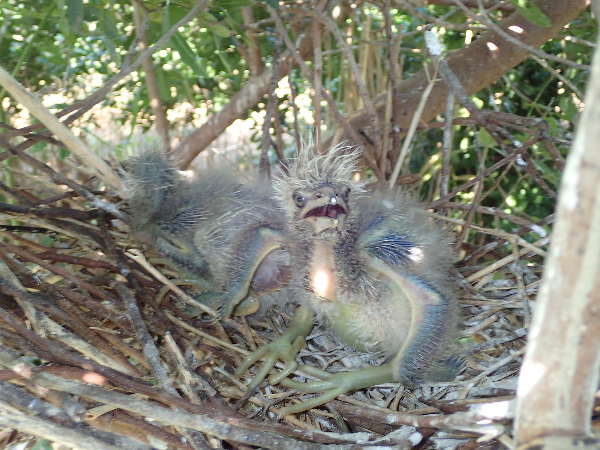 Black-crowned Night Heron - ML213724971