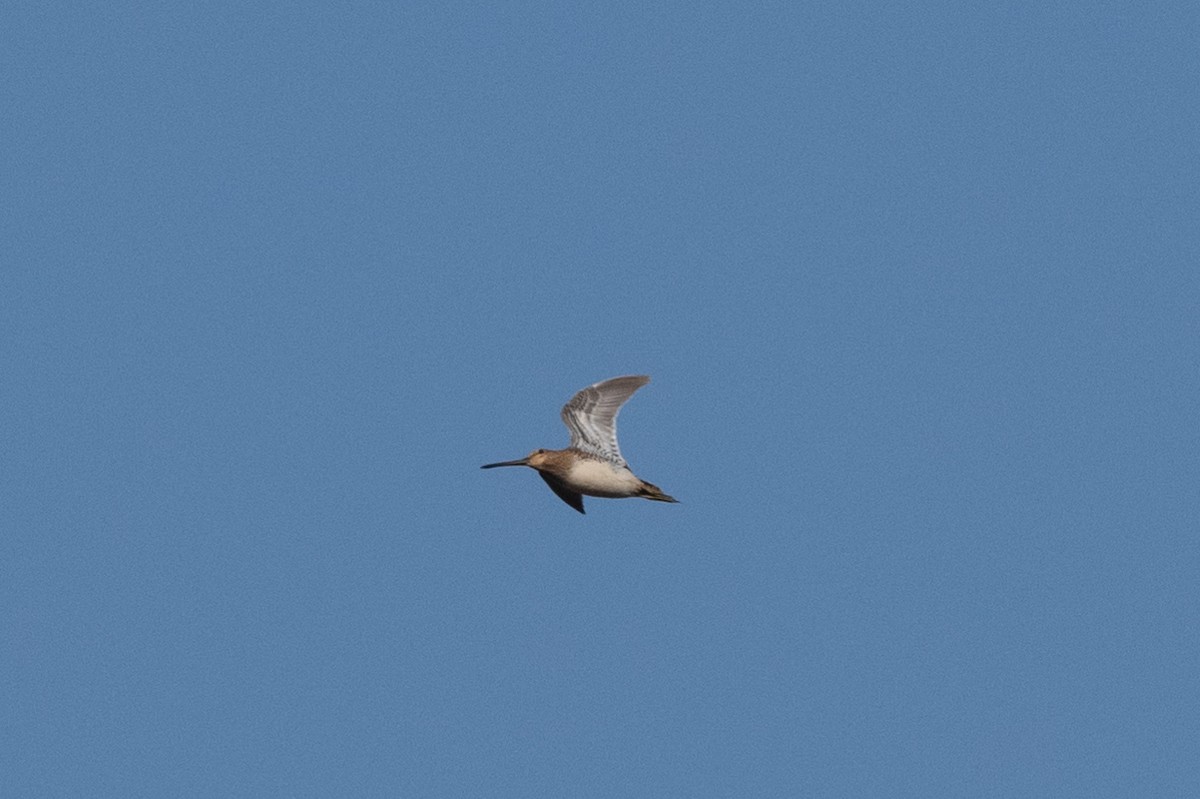 Common Snipe - Hans Norelius