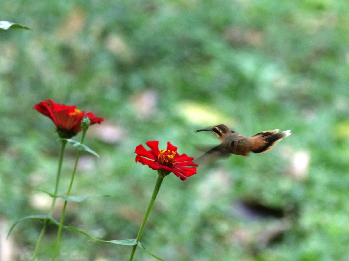 Streifenkehl-Schattenkolibri - ML213726521