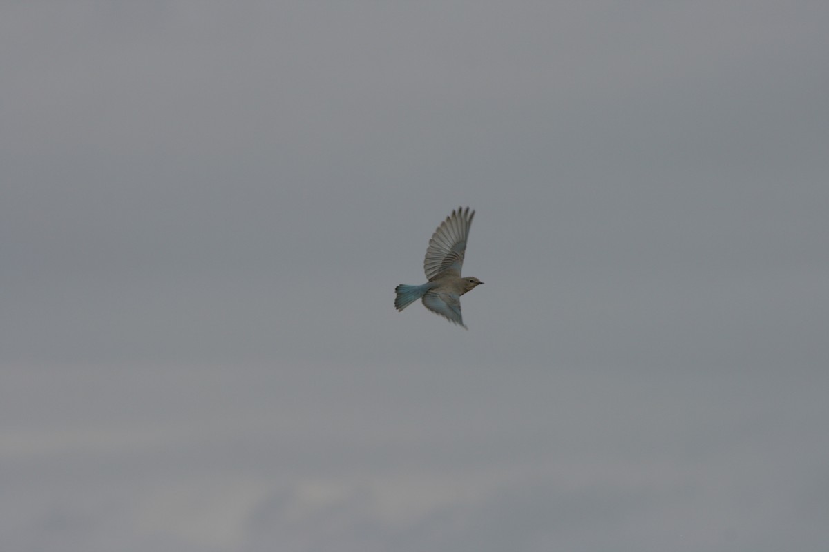 Mountain Bluebird - ML213726931