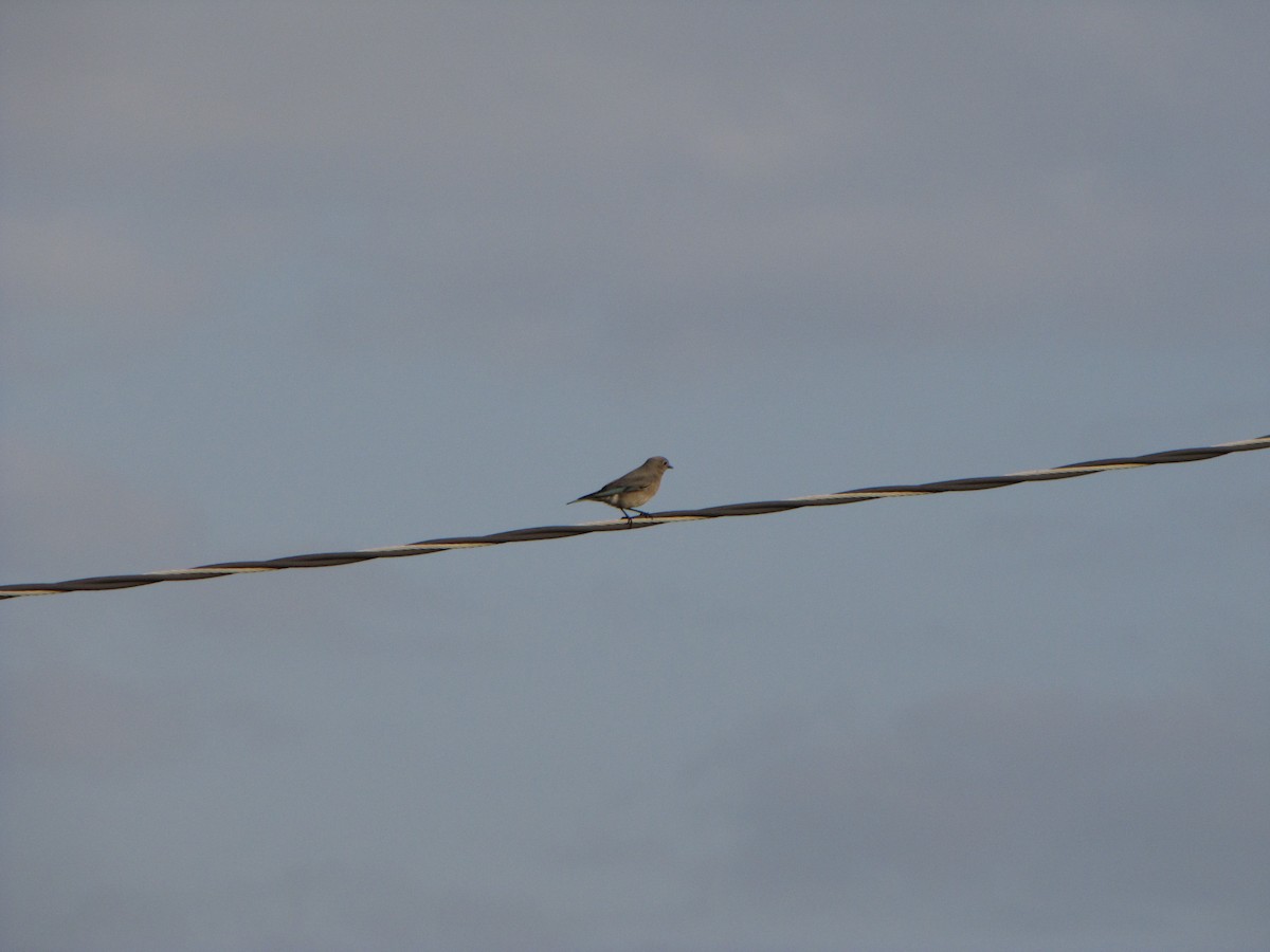Mountain Bluebird - ML213727111