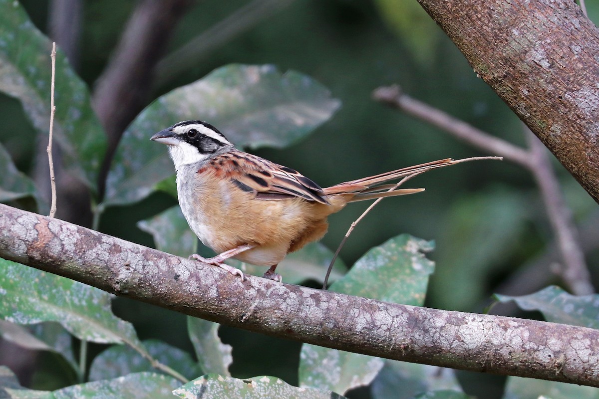 Stripe-headed Sparrow - Greg  Griffith