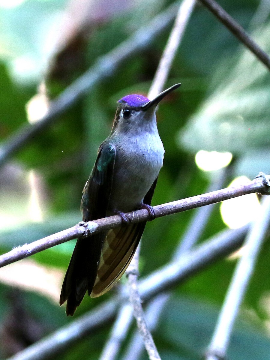 Wedge-tailed Sabrewing - ML213727561