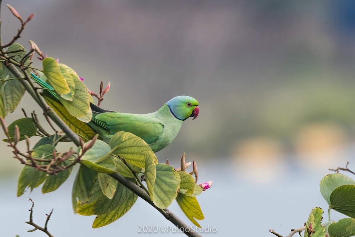 Rose-ringed Parakeet - Wei Yan