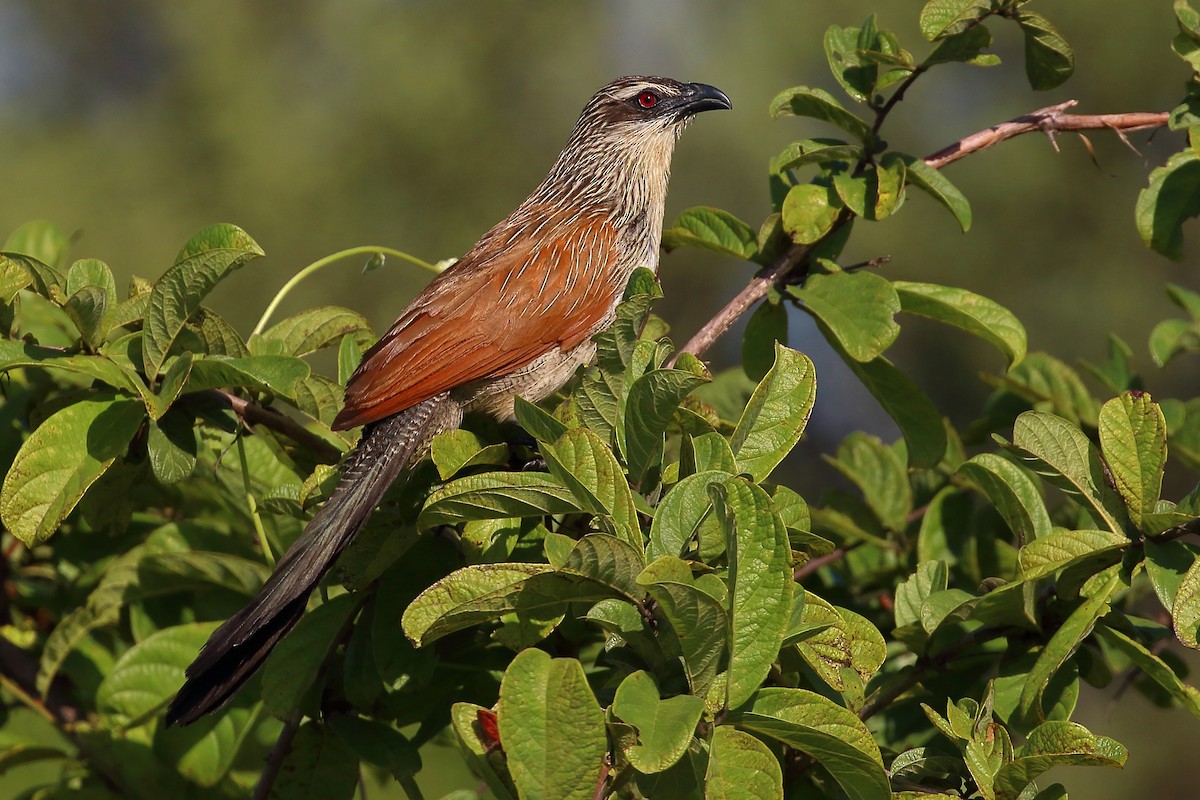 White-browed Coucal - ML213728301