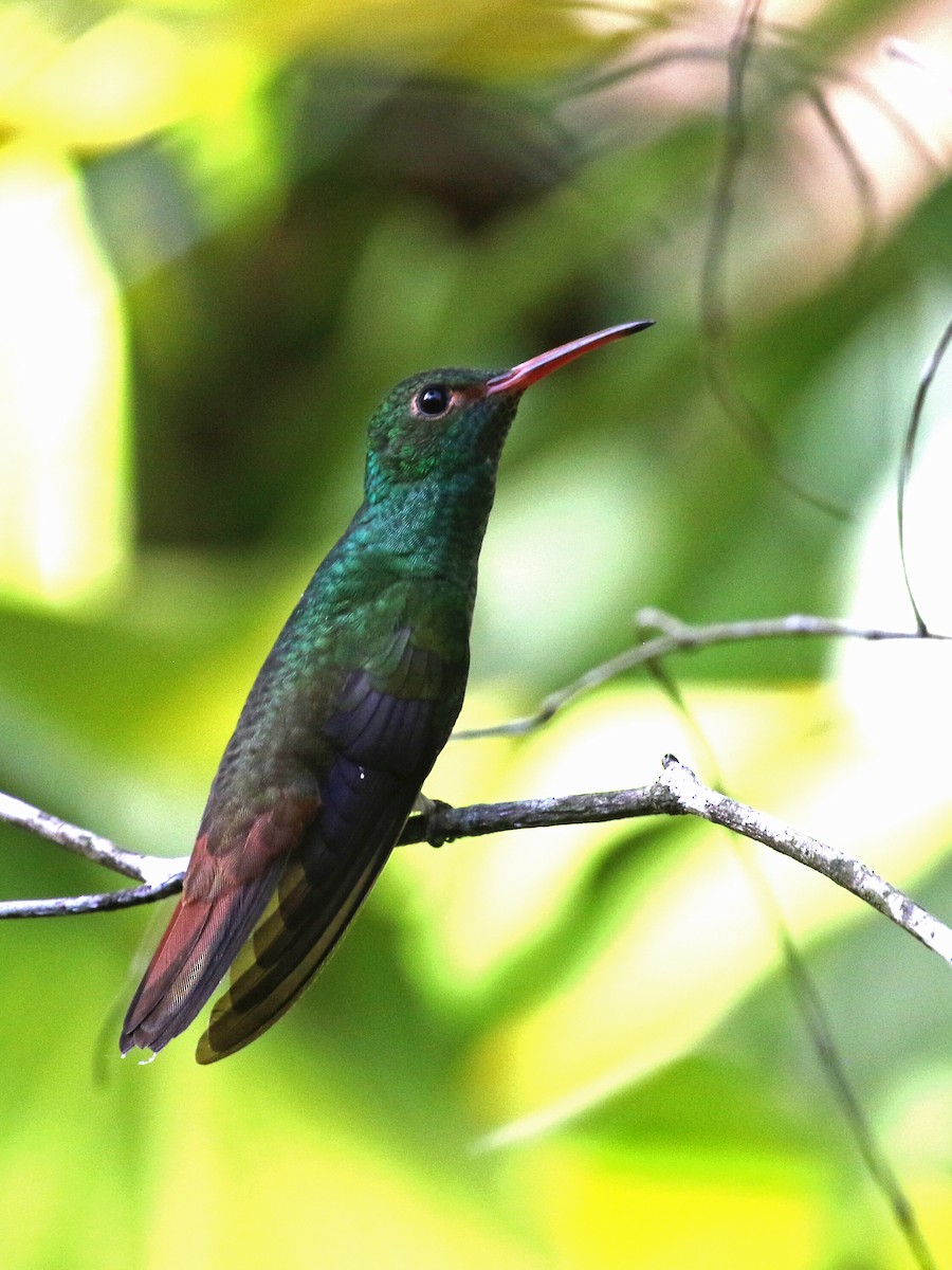 Rufous-tailed Hummingbird - ML213728391