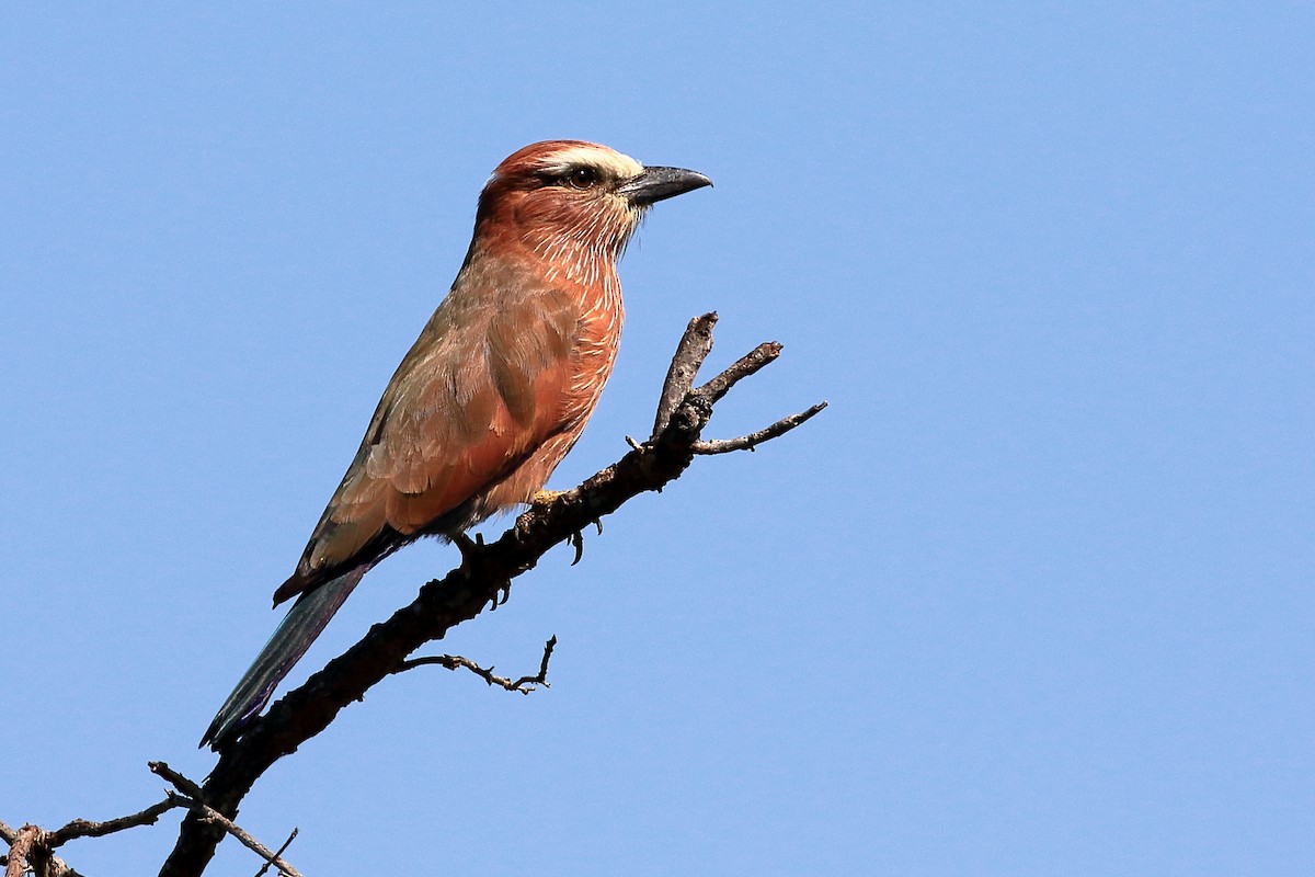 Rufous-crowned Roller - ML213728411