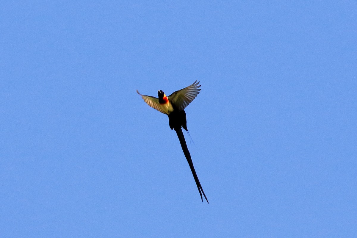 Eastern Paradise-Whydah - ML213728471