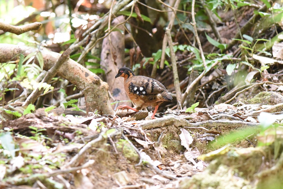 Борнейская лесная куропатка - ML213731591