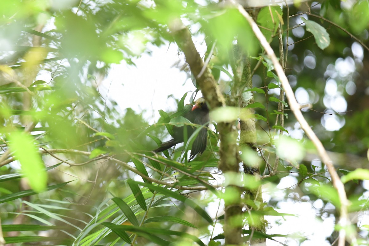 Bare-headed Laughingthrush - ML213731731