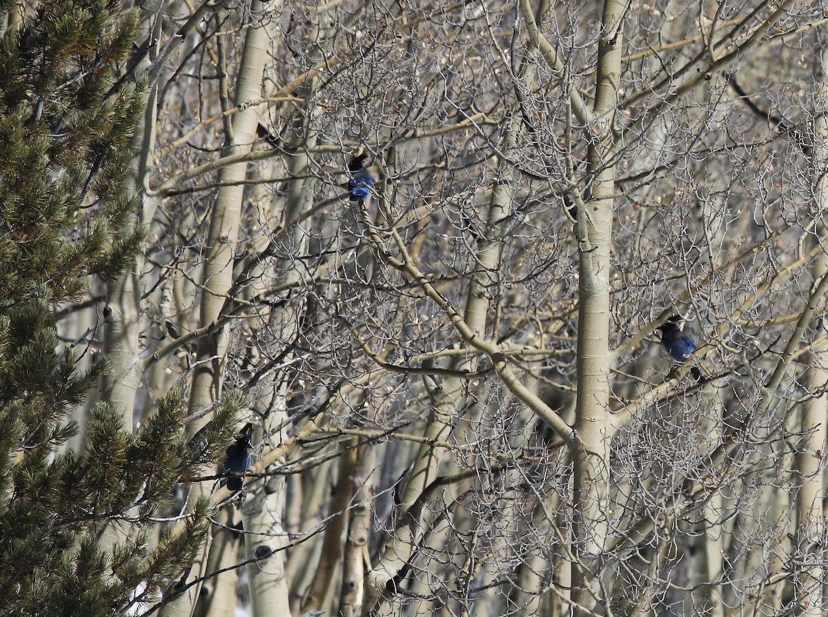Steller's Jay - ML213734421