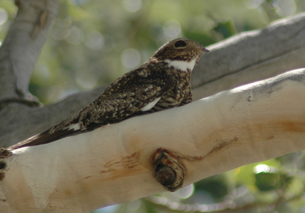 Common Nighthawk - David Wheeler