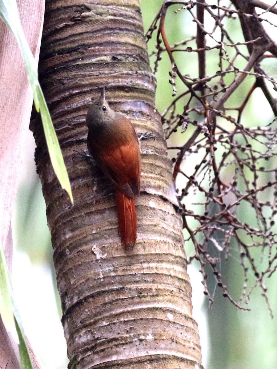 Olivaceous Woodcreeper - Bob Martinka