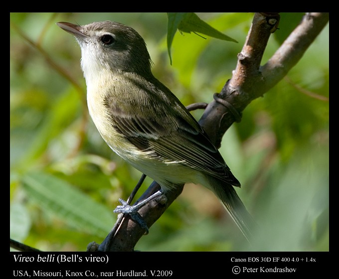 Bell's Vireo (Eastern) - Peter Kondrashov