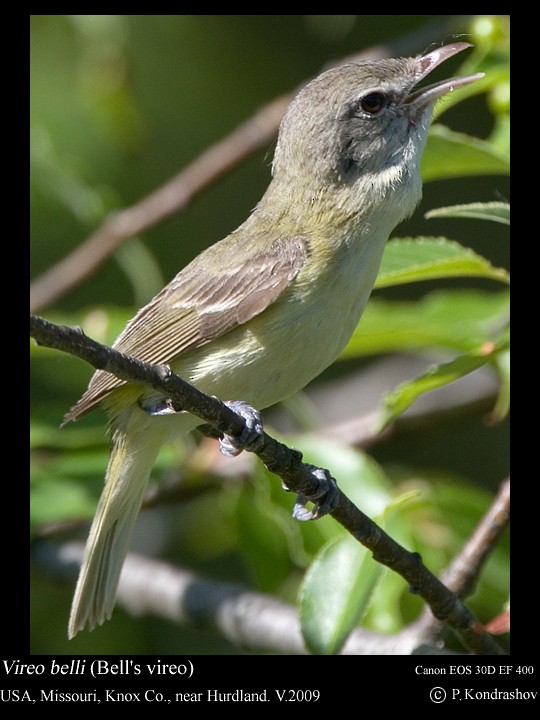 Bell's Vireo (Eastern) - Peter Kondrashov