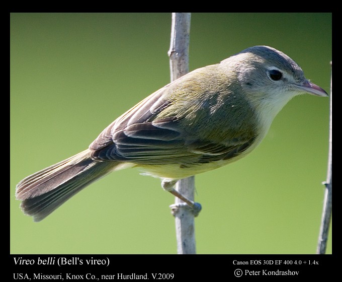 Bell Vireosu (bellii/medius) - ML213737301
