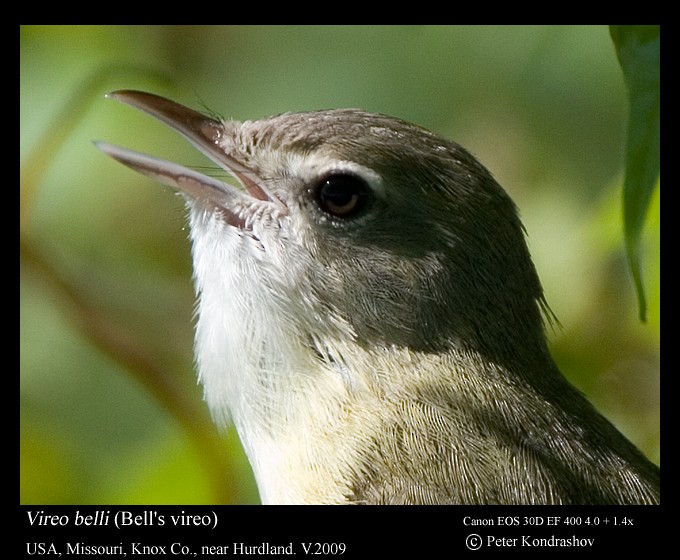 Bell's Vireo (Eastern) - Peter Kondrashov