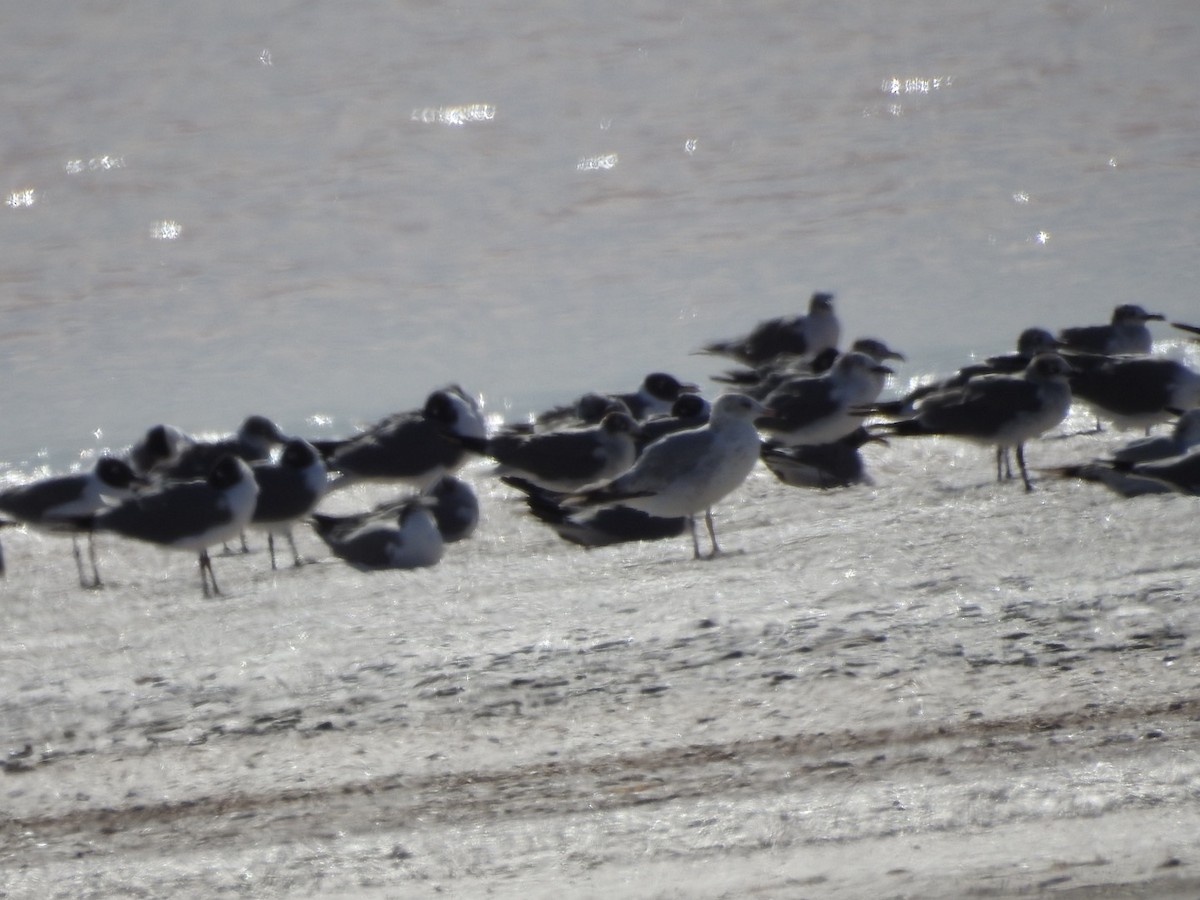 Laughing Gull - ML213737961