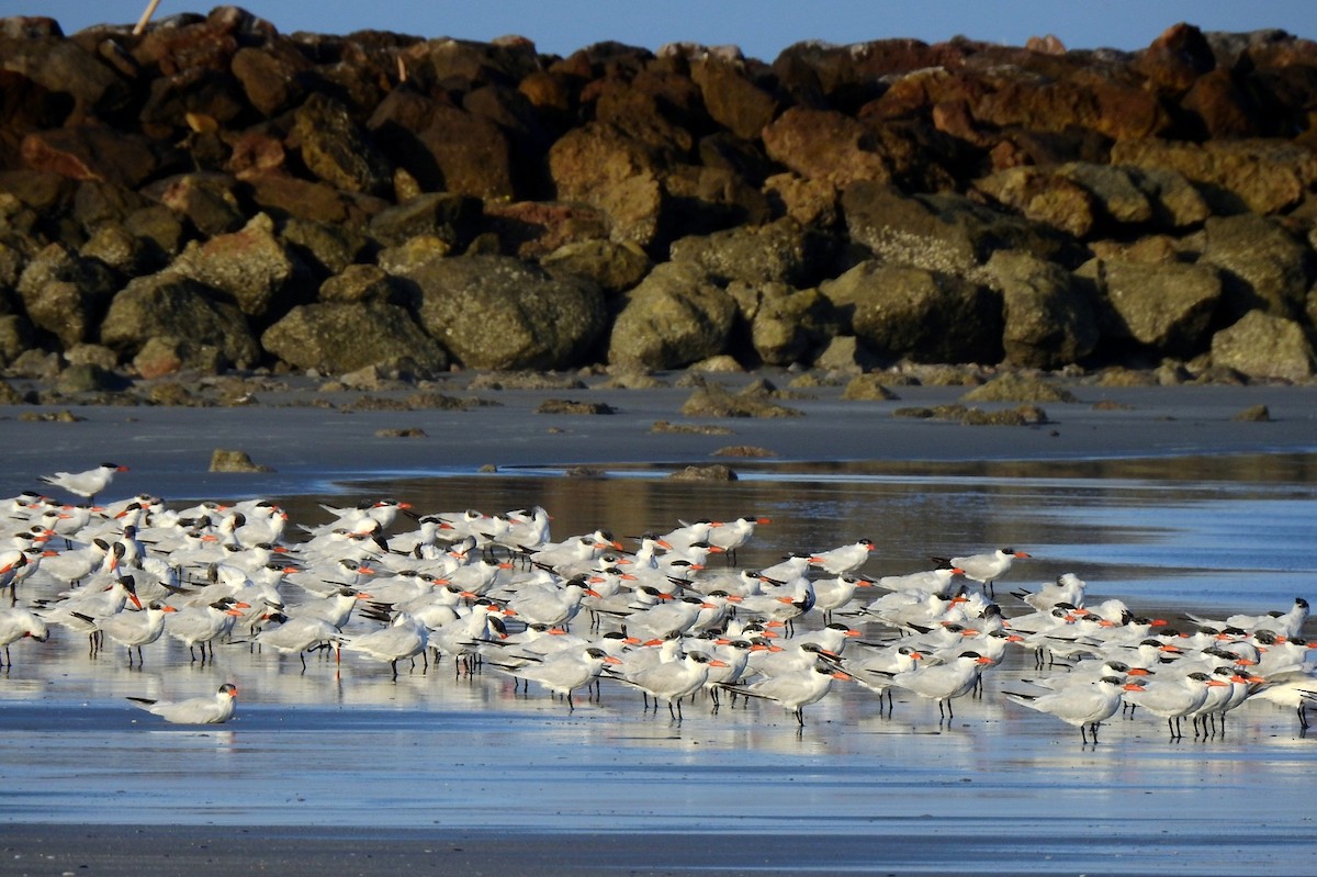 Caspian Tern - ML213741681