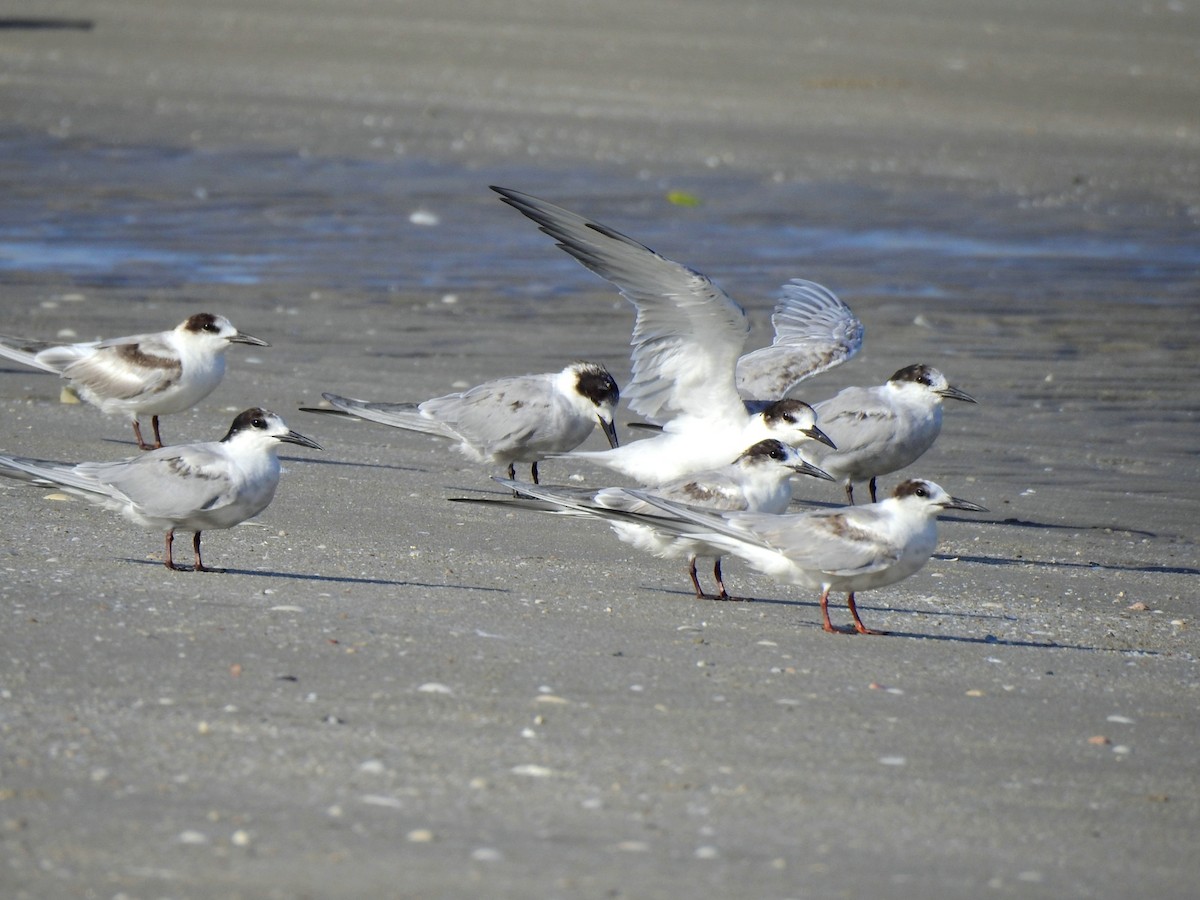 Common Tern - John Sandve