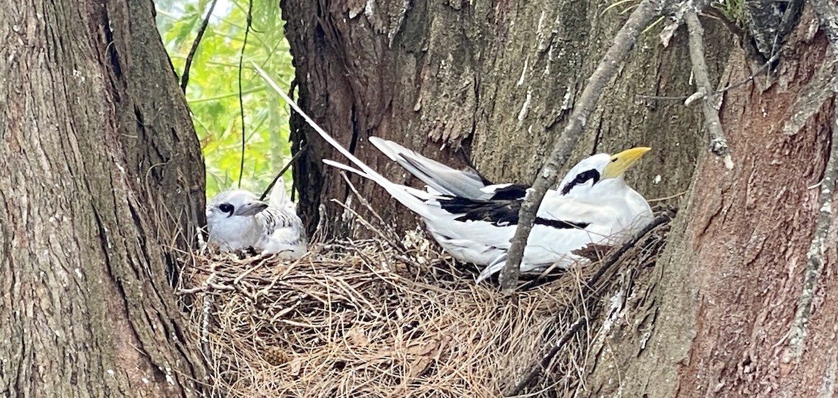 White-tailed Tropicbird - ML213741901