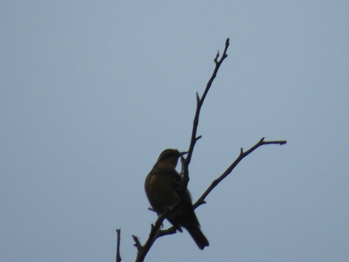 Varied Thrush - ML213742111