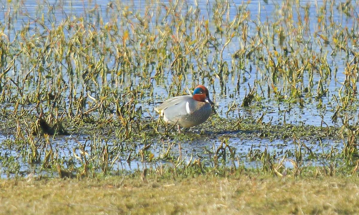 Green-winged Teal (American) - Paul (Mac) Smith   🦅