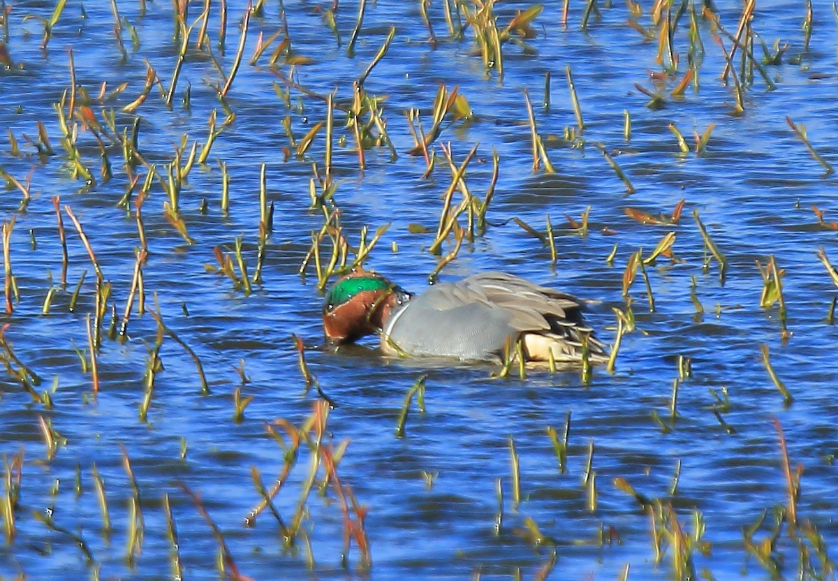 Green-winged Teal (American) - Paul (Mac) Smith   🦅