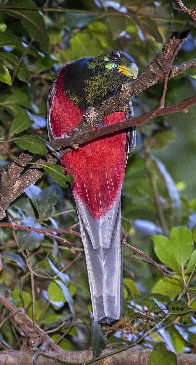 Narina Trogon - Stefaan Bouwer