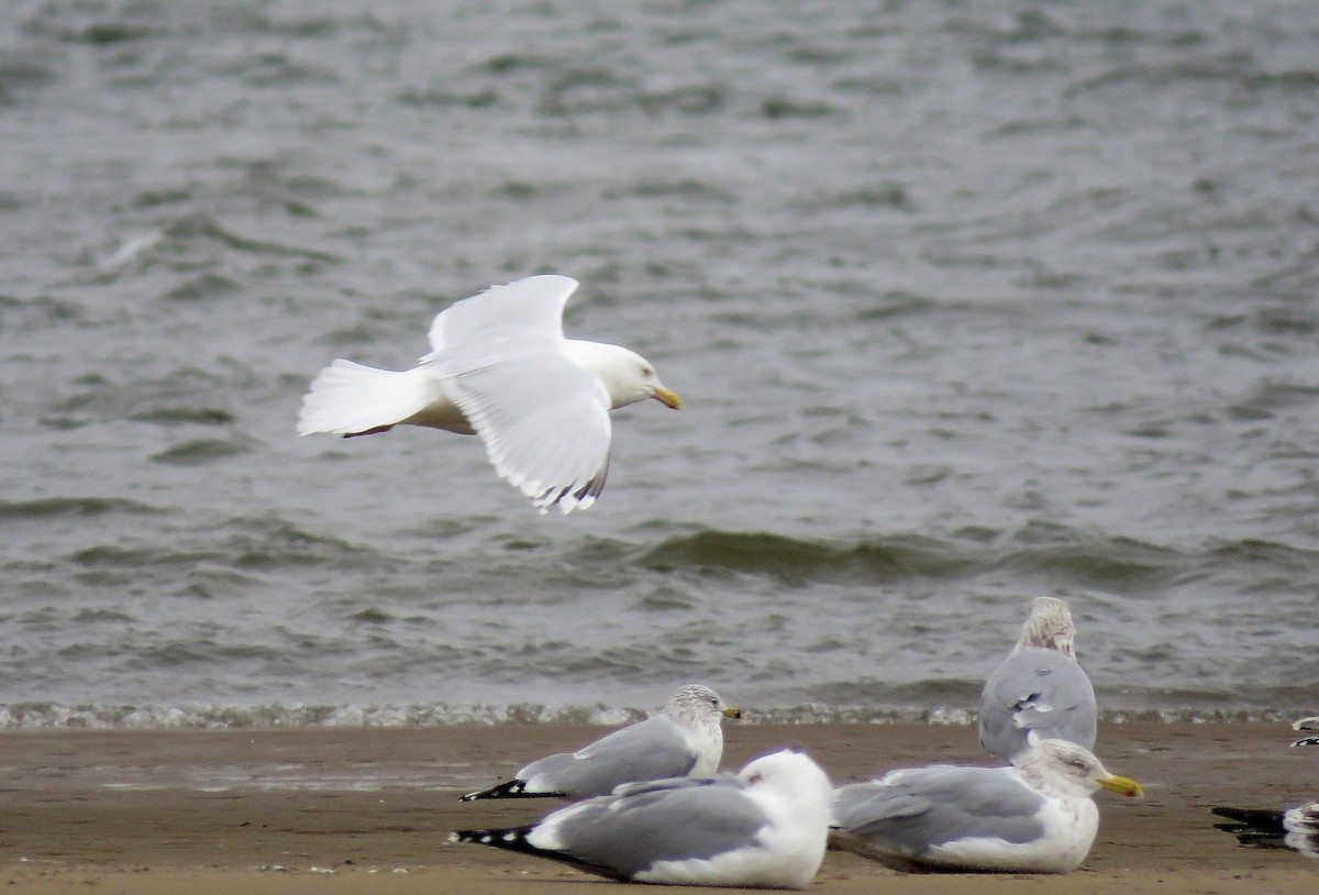 Gaviota Argéntea x Gavión Hiperbóreo (híbrido) - ML213743451