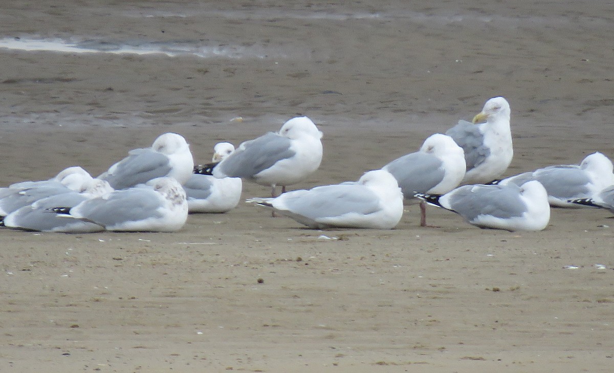 Gaviota Argéntea x Gavión Hiperbóreo (híbrido) - ML213743561