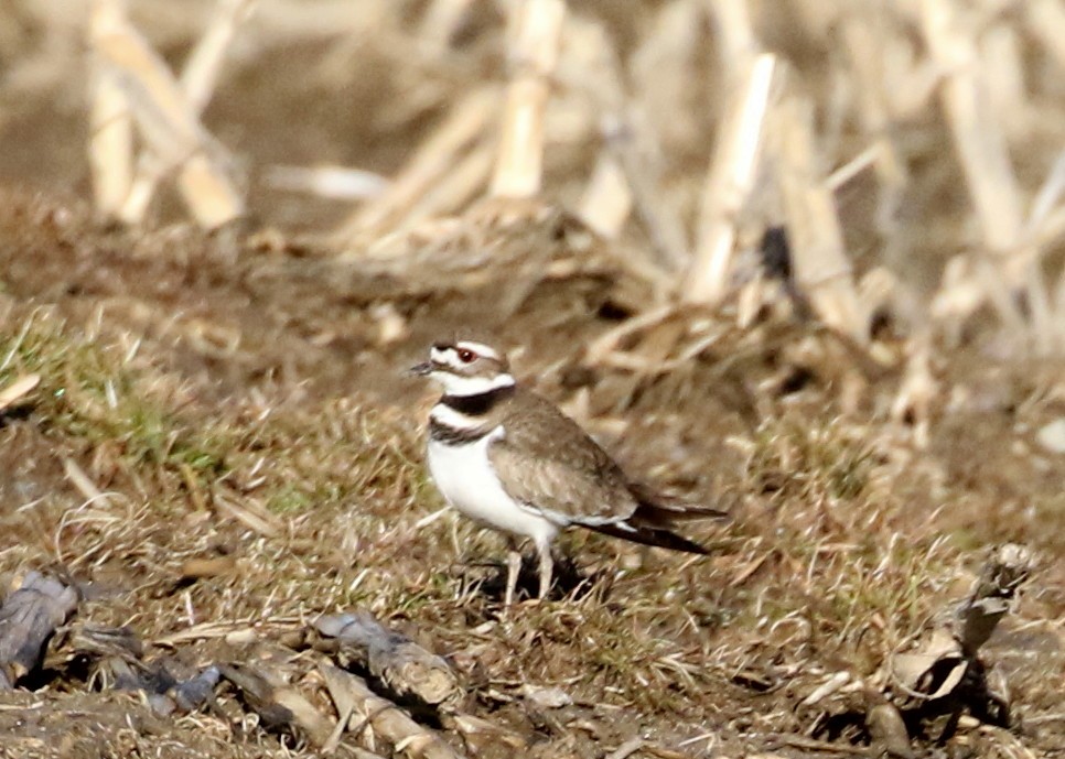 Killdeer - ML213743821