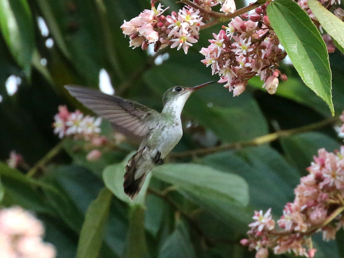 White-bellied Emerald - ML213743891