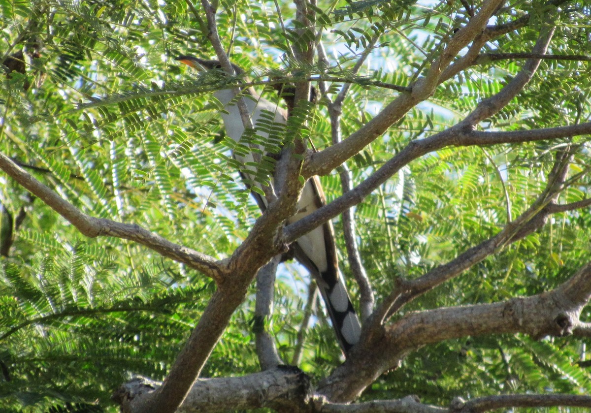 Yellow-billed Cuckoo - ML21374421