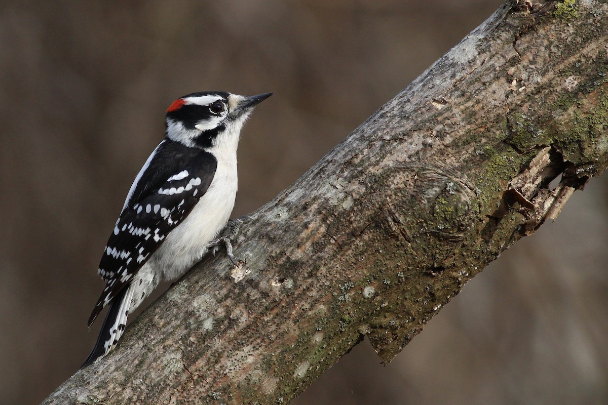 Downy Woodpecker - ML213745961