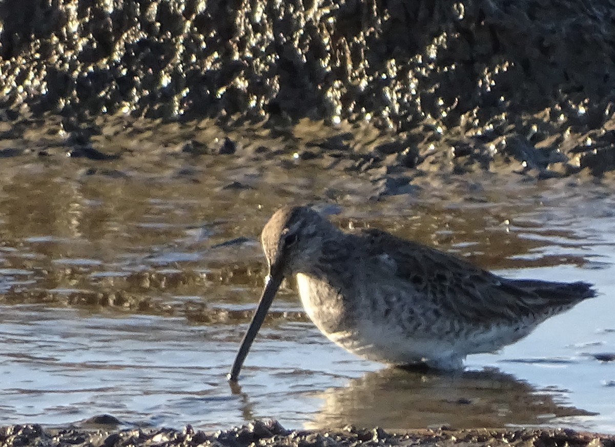 Long-billed Dowitcher - Lawrence Gardella