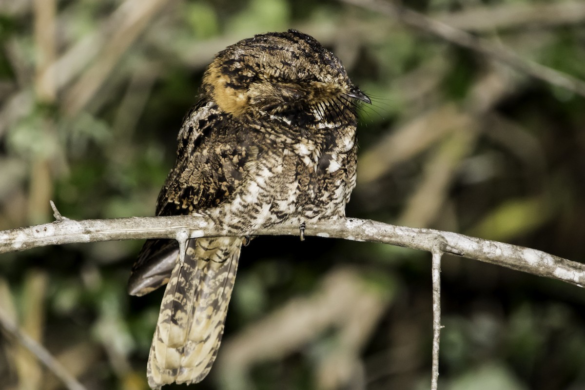 Yucatan Nightjar - Jorge Eduardo Ruano