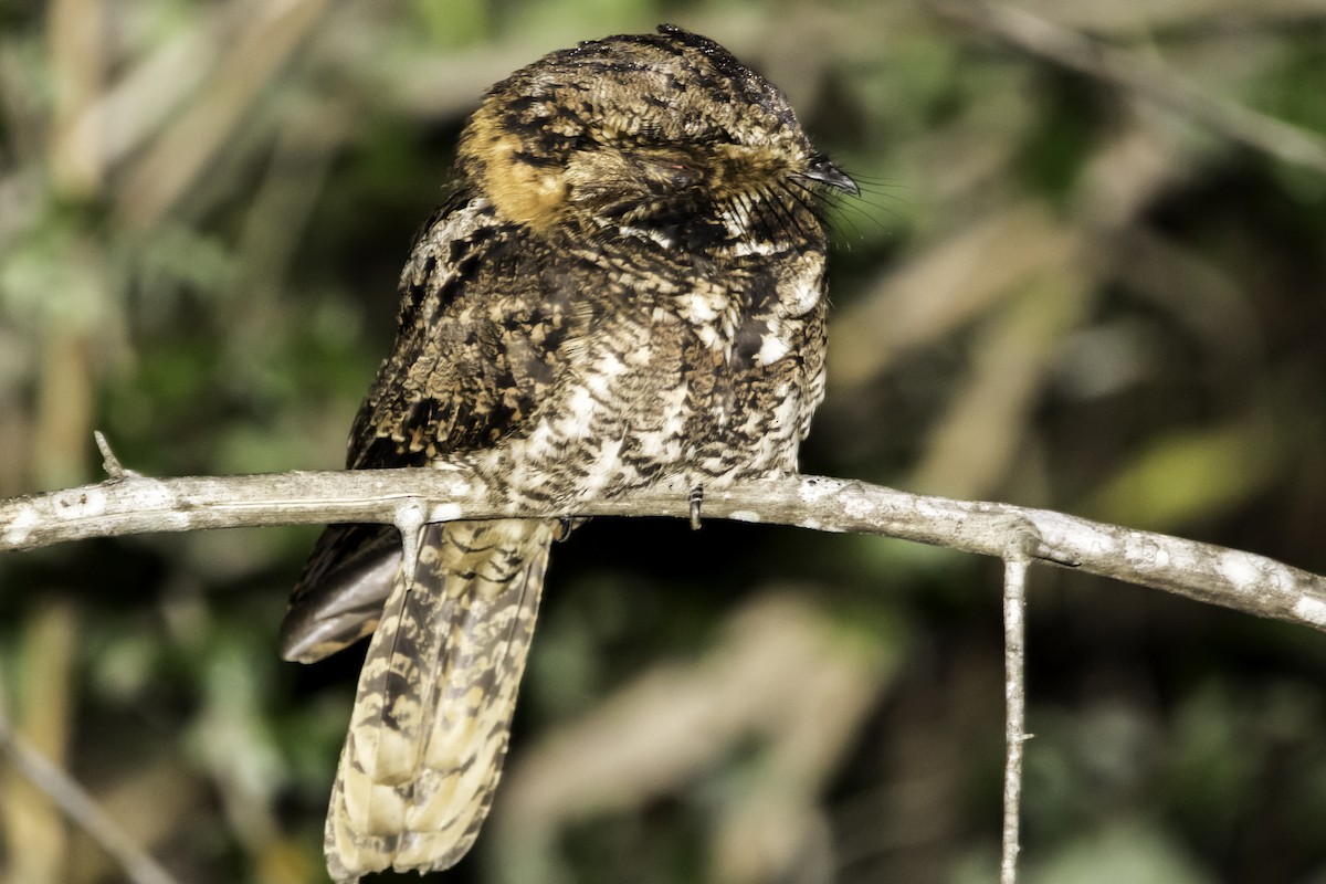 Yucatan Nightjar - Jorge Eduardo Ruano