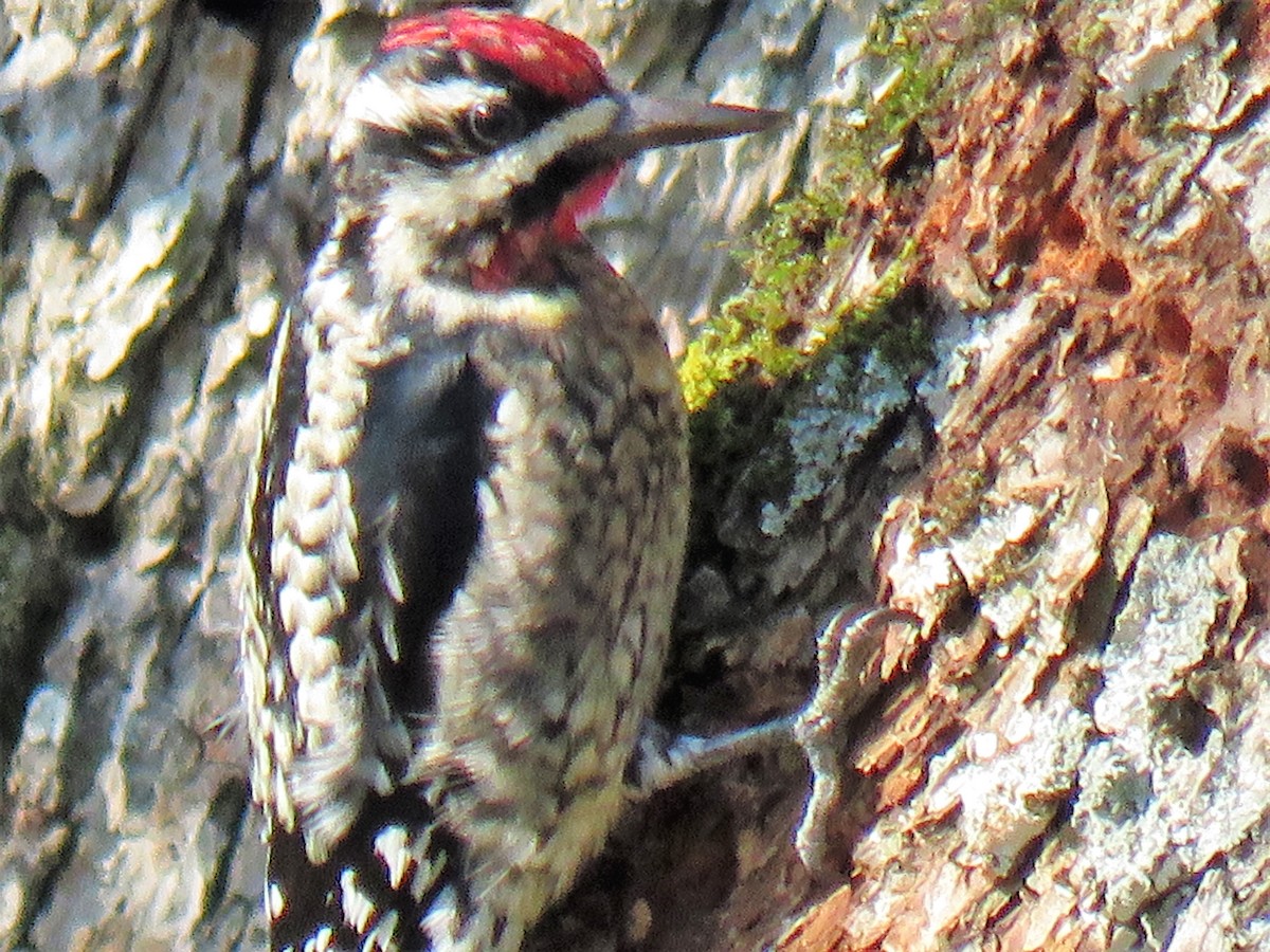 Yellow-bellied Sapsucker - ML213747761