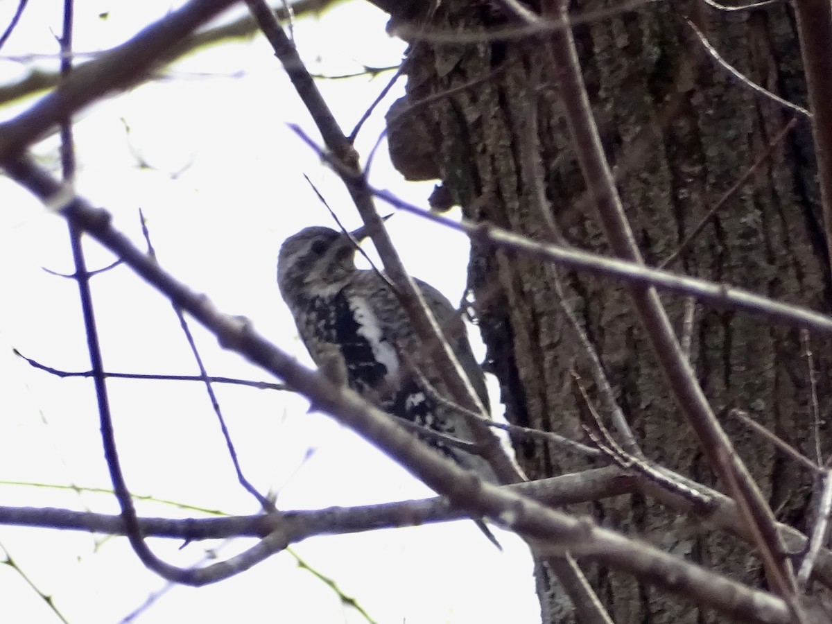 Yellow-bellied Sapsucker - ML213748311