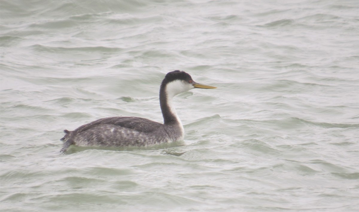 Western Grebe - ML213748581