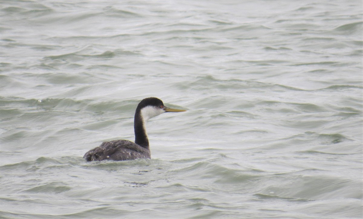 Western Grebe - ML213748591