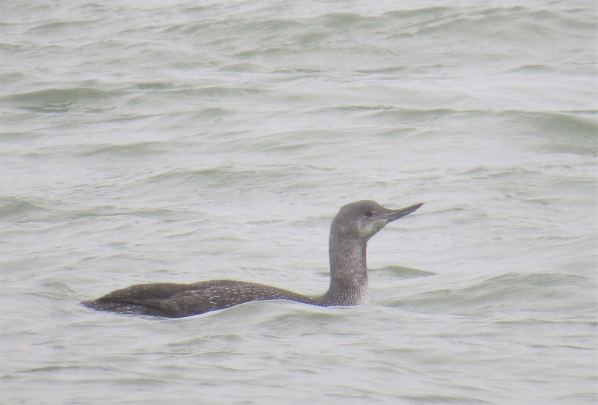 Red-throated Loon - ML213748651