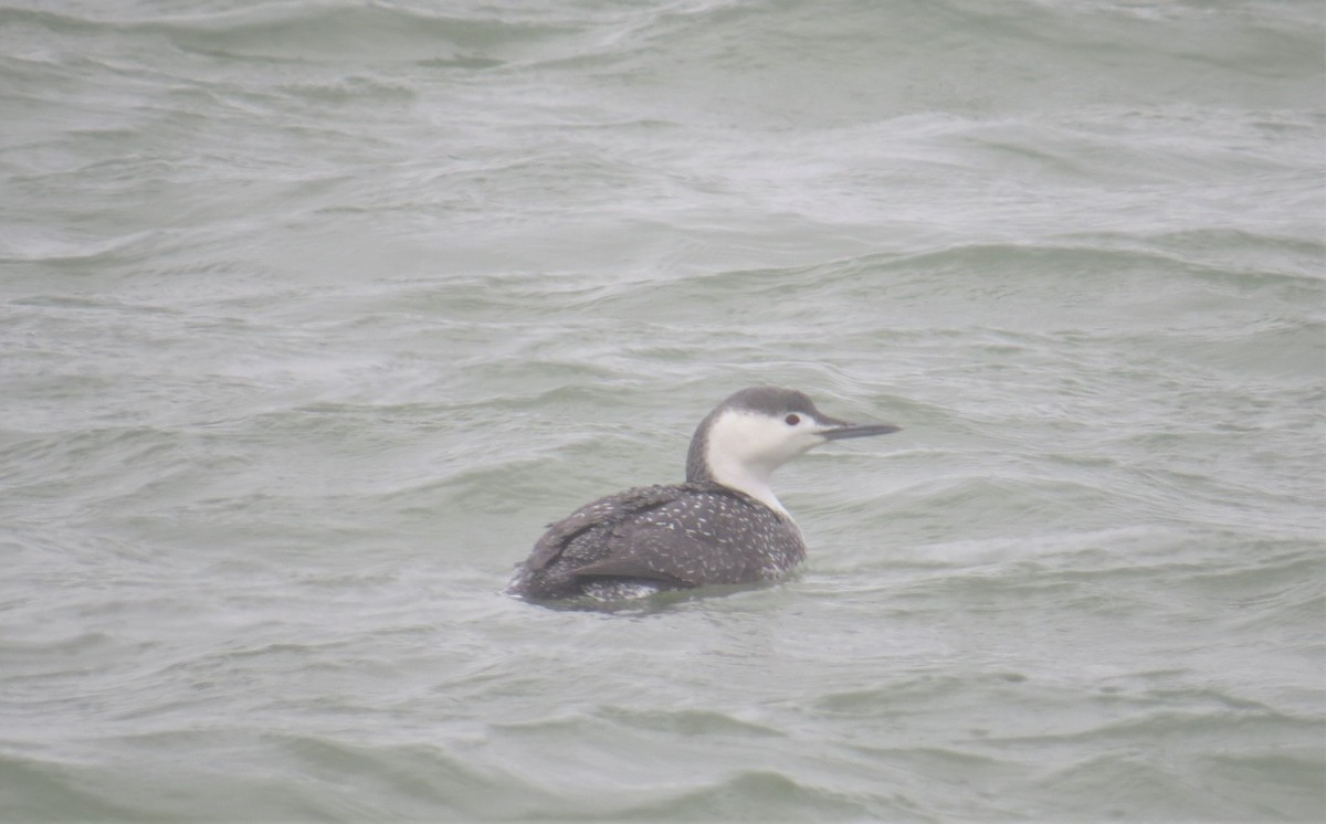 Red-throated Loon - ML213748661